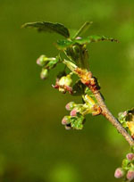 MSA RIBES NIGRUM 50 ML - farmacia187.it